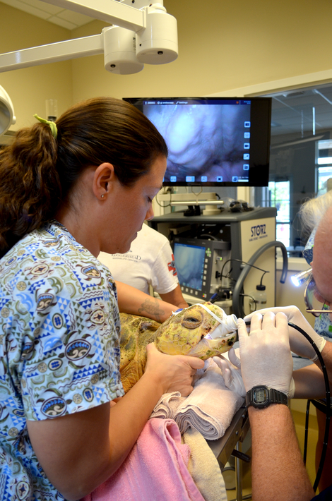 A turtle undergoes a endoscopic procedure. Photo Credit: Loggerhead Marinelife Center